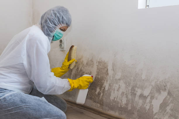 Mold Documentation for Insurance Claims in Brook Highland, AL