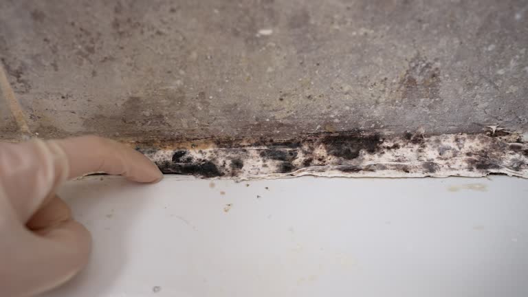 Best Mold Prevention Services  in Brook Highland, AL